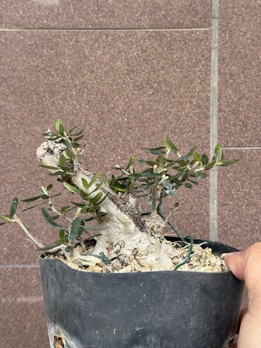 Olivastro bonsai super - -,