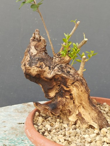 Bonsai olivastro 20x10cm - bonsai,