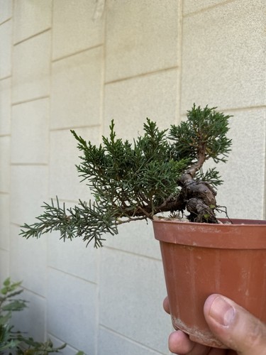 Kishu ginepro bonsai di - bonsai,