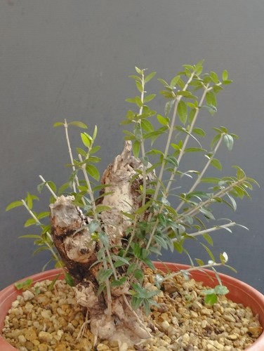 Bonsai olivastro 20x10cm - 20x10cm, in