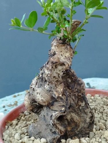 Bonsai olivastro robusta - olivastro,