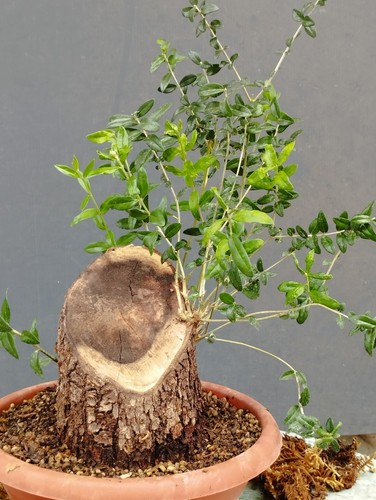 Bonsai olivastro 20x10cm - olivastro, in