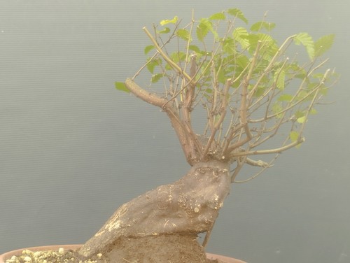 Pre bonsai carpino - bonsai, nero