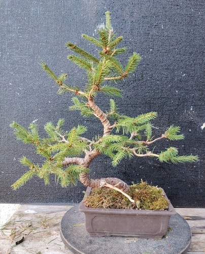 Bonsai abete rosso - bonsai,