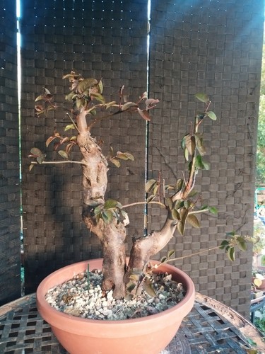 Pre bonsai prunus - bonsai, pisardii