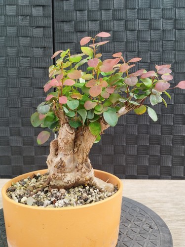 Pre bonsai berberis - di,