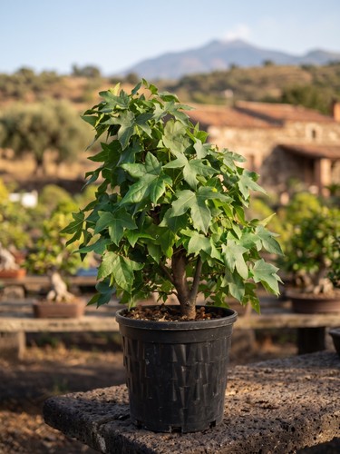 Pre bonsai liquidambar - bonsai,