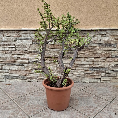 Portulacaria afra prebonsai - portulacaria,