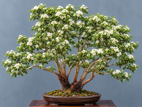 Pre bonsai biancospino - pre-bonsai,