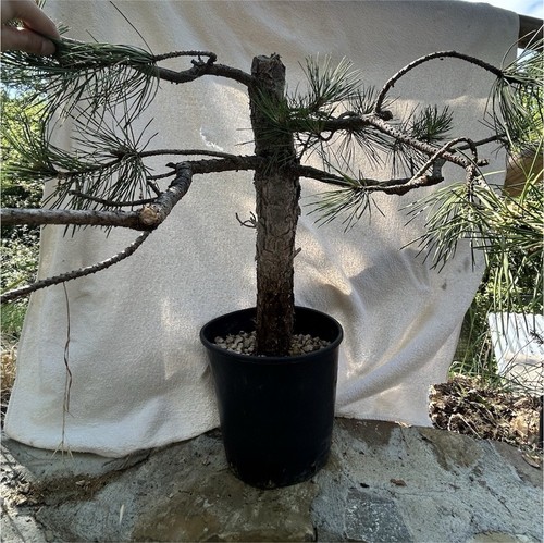 Pre bonsai pino - pre-bonsai, yamadori