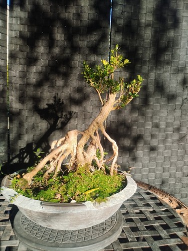 Pre bonsai buxus - bonsai,