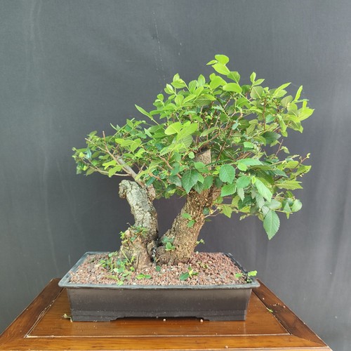 Pre bonsai olmo - , campestre