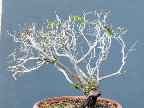 Bonsai carpino bianco 35x35cm - carpino,