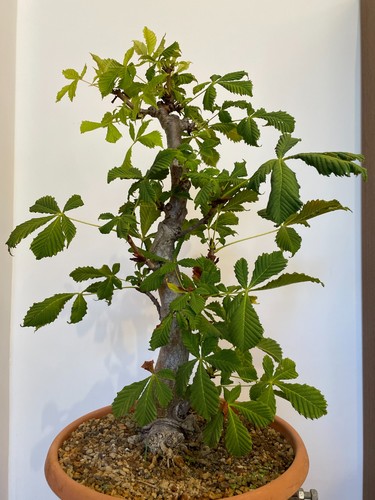 Pre bonsai ippocastano - pre-bonsai,