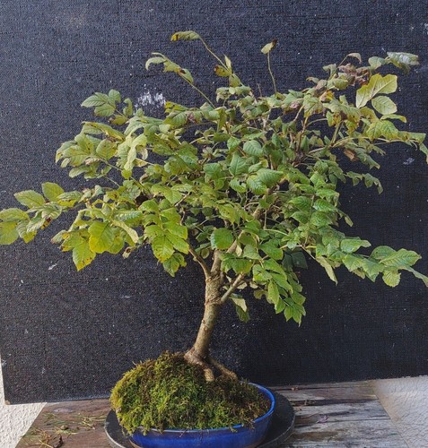 Bonsai frassino - di,