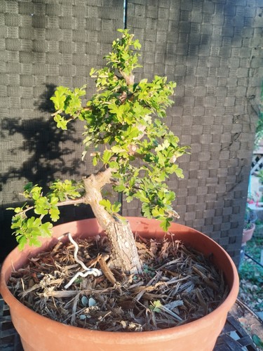 Pre bonsai crataegus - pre, di
