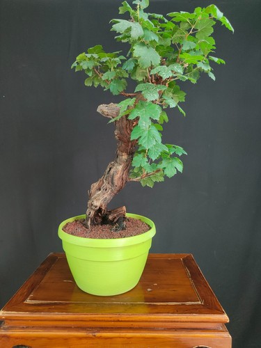 Pre bonsai vite - pre,