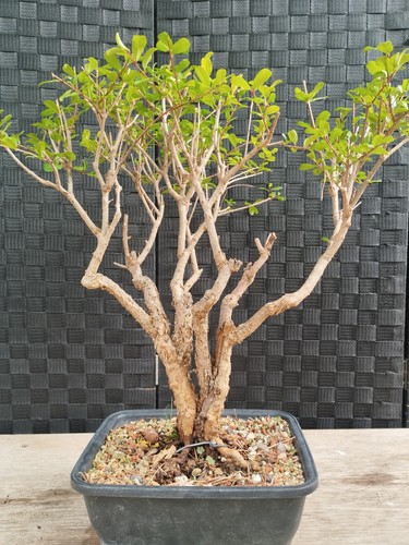 Bonsai punica granatum kifu - bonsai, di