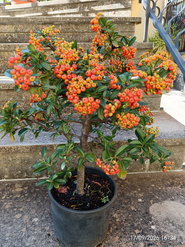 Pre bonsai piracanta - pre, navaho