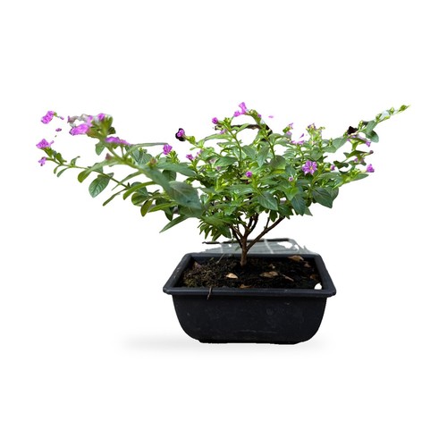 Cuphea prebonsai falsa - cuphea, "falsa