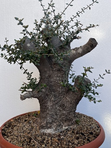 Pre bonsai olivastro - bonsai,