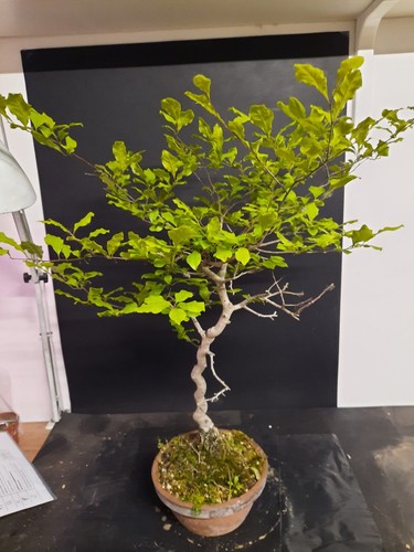 Pre bonsai diospyros kaki - bonsai,