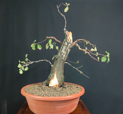 Pre bonsai prunus mahaleb - di,