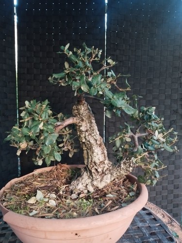 Pre bonsai yamadori - pre, di