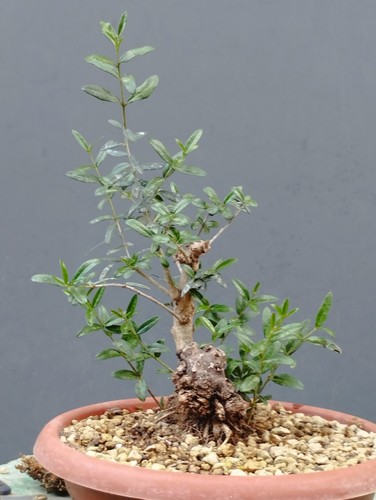 Pre bonsai olivastro 30x12cm - olivastro,