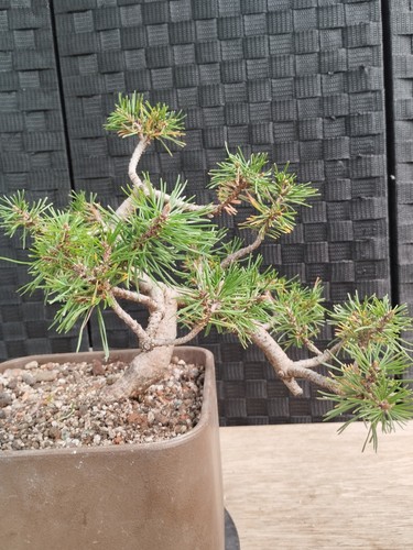 Bonsai pinus mugo - bonsai, shohin