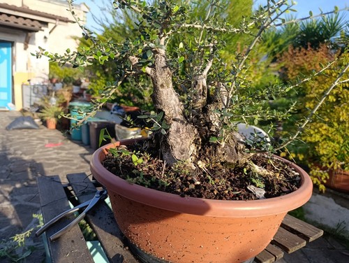 Olivastro prebonsai - olivastro,
