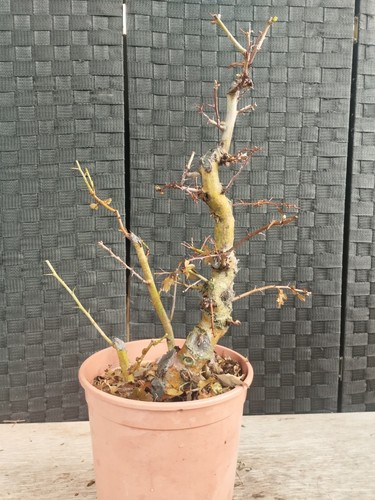 Pre bonsai crataegus - di,