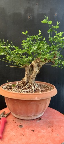 Prebonsai gelsomino fiori - prebonsai,