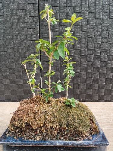 Bonsai ligustrun shohin - bonsai, di
