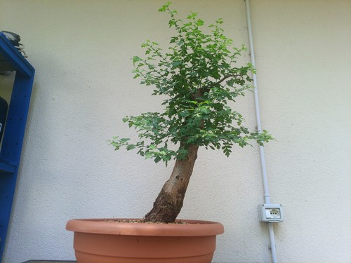 Bonsai crataegus - bonsai,