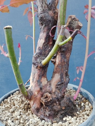 Pre bonsai rosa canina - pre-bonsai,