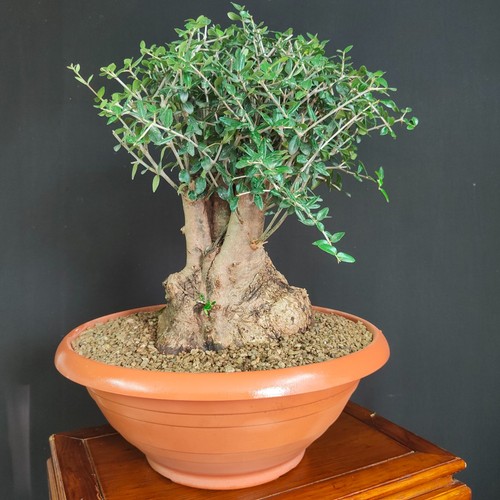 Pre bonsai olivastro - pre,
