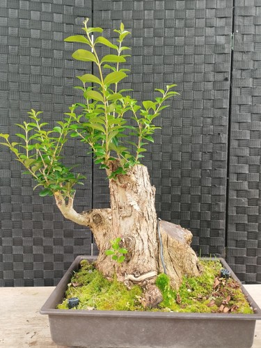 Bonsai ligustrun kifu shari - bonsai,