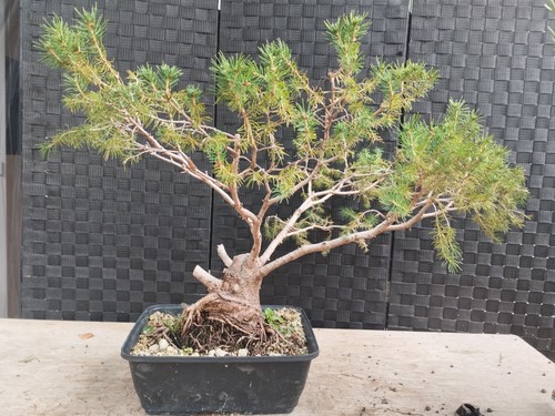 Bonsai picea glauca - bonsai, di