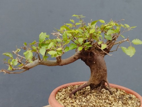 Pre bonsai carpino nero - pre,