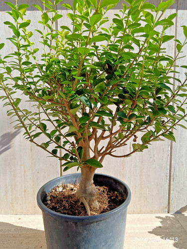 Bonsai prebonsai ligustro - bonsai,