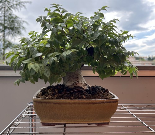 Bonsai shohin olmo - olmo, campestre