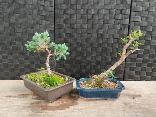Pre bonsai set - set, minibonsai