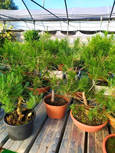 Prebonsai a scelta sono - 1,