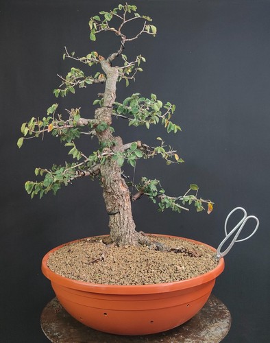 Pre bonsai esemplare olmo - bonsai,