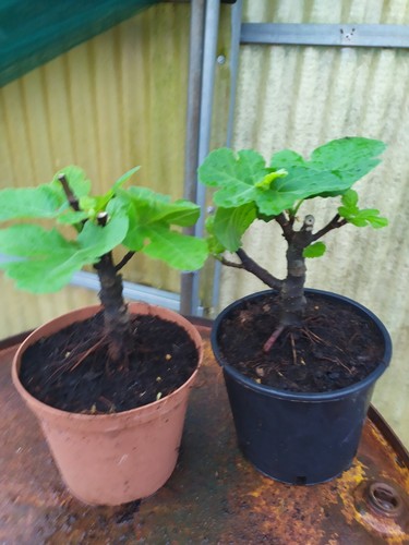 Ficus carica pre bonsai - pre-bonsai, in