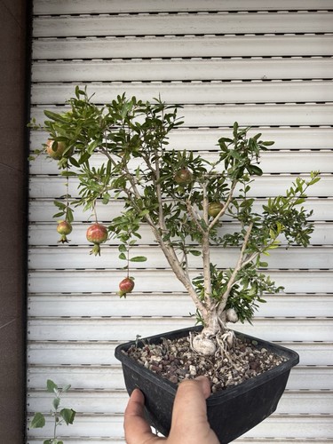 Melograno nano bonsai di - nano,