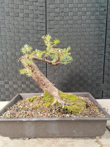 Bonsai juniperus shohin - bonsai,