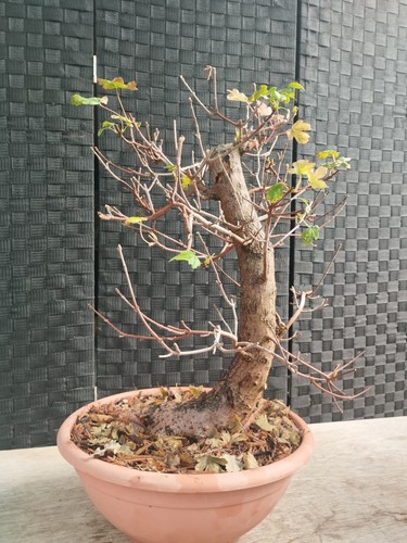 Pre bonsai acer campestre - di,