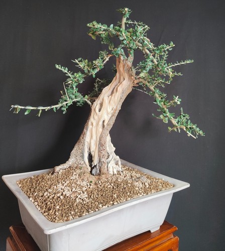 Pre bonsai esemplare - pre, di